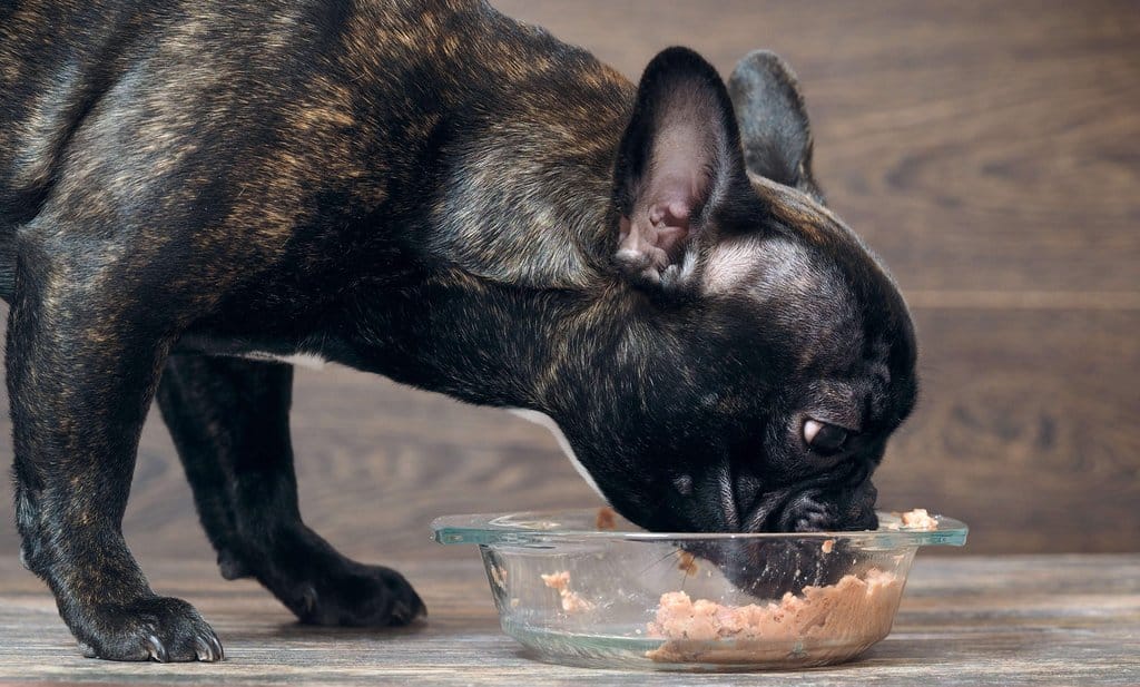 Feeding your dog canned chicken on a regular basis is not a good idea