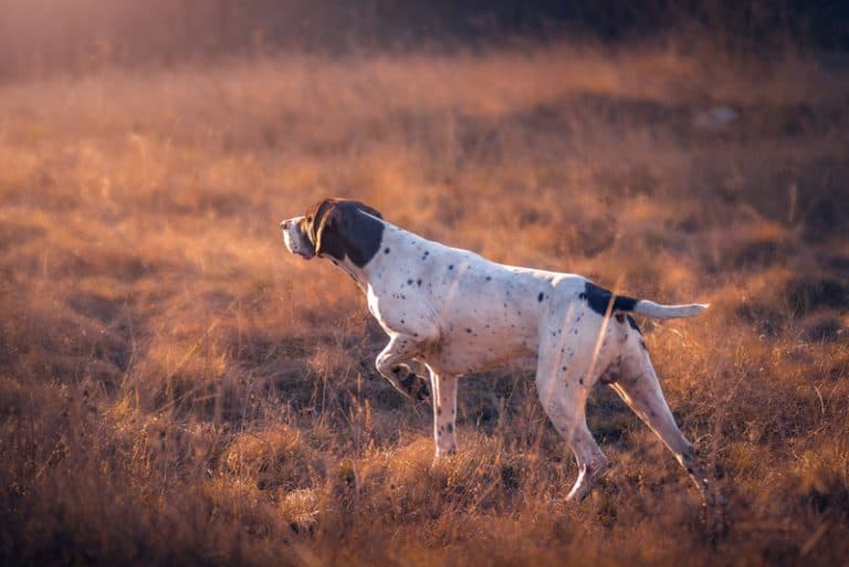 Not every dog points, but most hunting dogs do