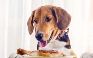 Dogs do not taste food like humans. Their taste buds aren't as strong.