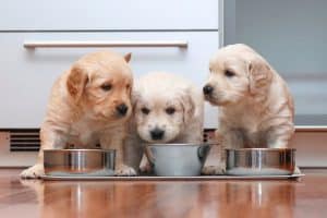 Puppies should poop 15 minutes after each meal. As they get older they'll be able to hold it in longer