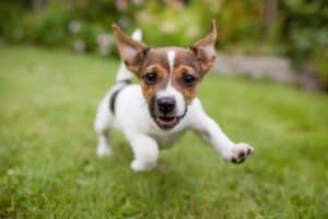 Runt puppies will grow to normal size as they get older.