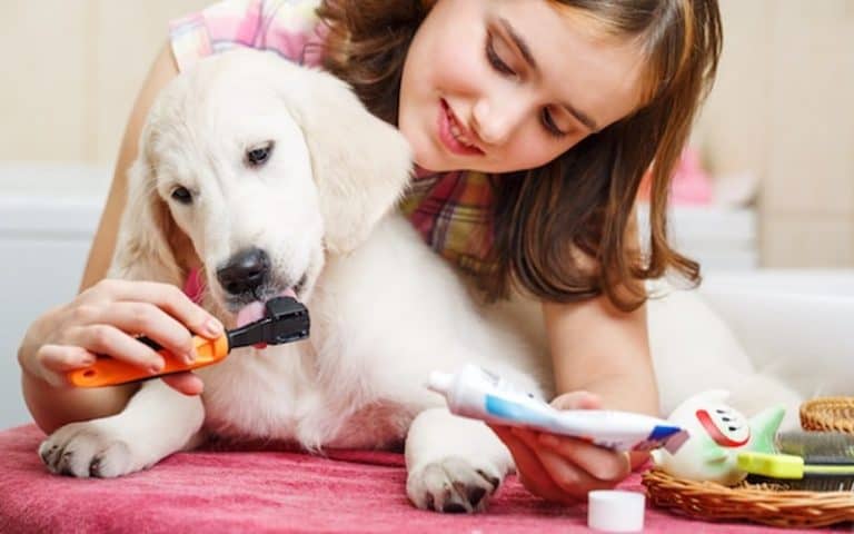 Dog toothpaste can expire, but it usually lasts for a long time.