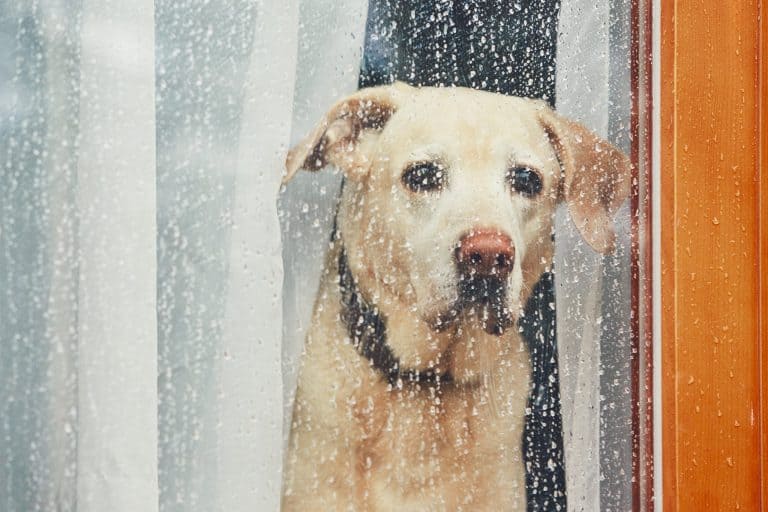 Rain does not hurt dog ears, but not all dogs love it.