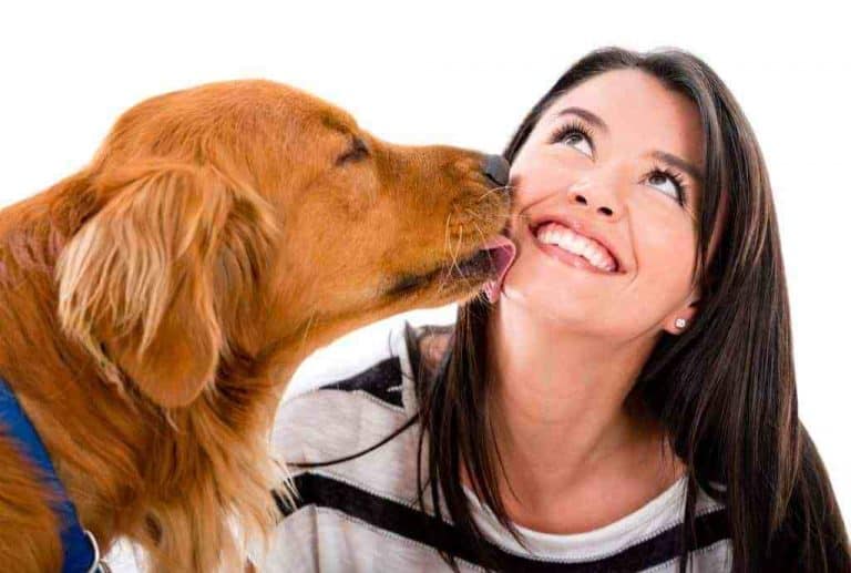 dog cleaning humans face