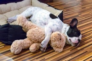 It's normal for dogs to make hiccup noises when sleeping, especially puppies.