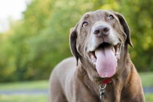 this dogs mouth is open but he isn't panting