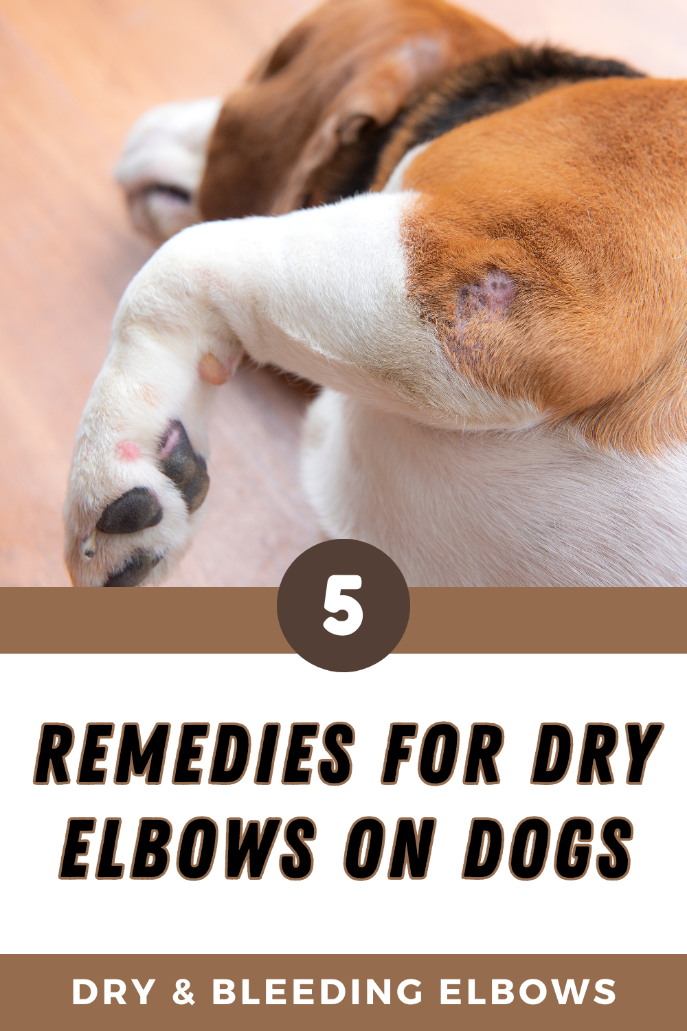 Tackle the issue of dry elbows on dogs with comprehensive solutions. Explore tips and remedies to moisturize and soothe your dog's dry skin, enhancing their overall skin health and happiness.