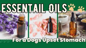Ease your dog's upset tummy with care and attention. Explore practical tips and remedies to soothe your pet's discomfort and help them feel better in no time.