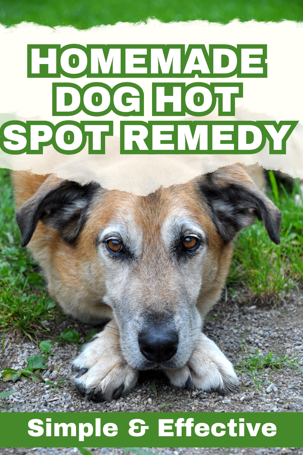 Witch Hazel For Dog Hot Spots [Does it Work?]