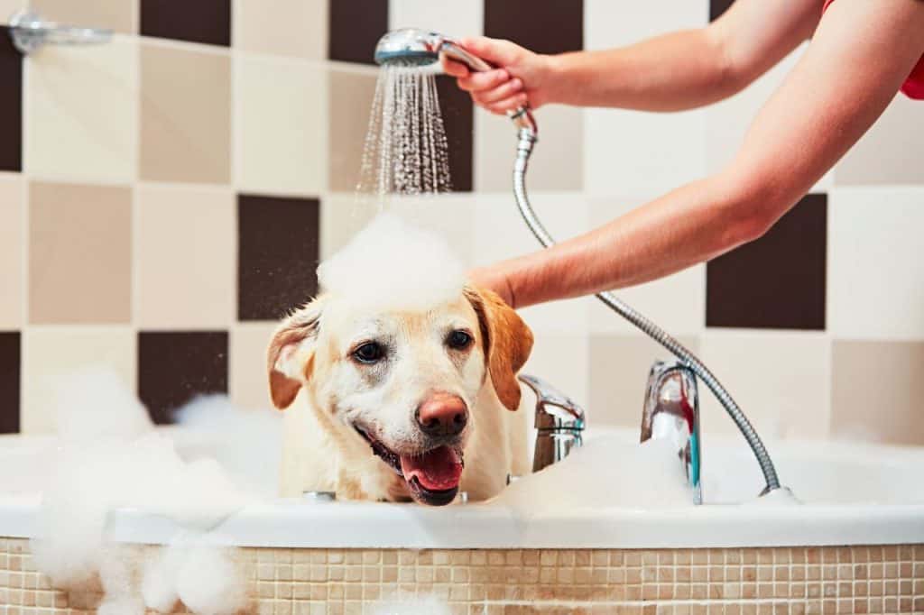 How Long After Neutering Can I Bathe My Dog Dogdorable