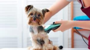 dog waiting for their hair to grow back