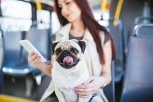 If you aren't sure how to travel with a dog without a car, public transport is an excellent idea