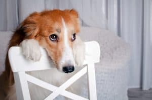 dog leaning on chair and needing attention