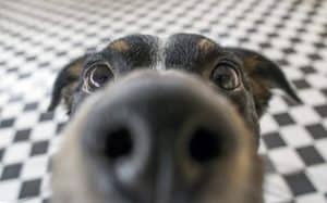If there is white crust on your dogs nose, you're probably wondering if it's anything to be concerned about