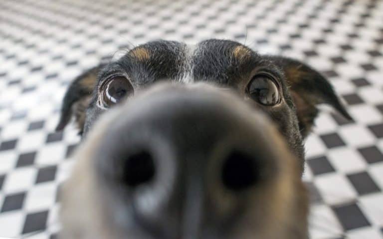 If there is white crust on your dogs nose, you're probably wondering if it's anything to be concerned about