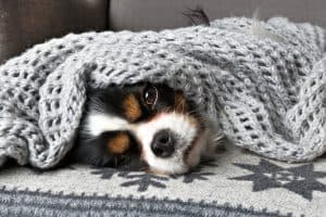 Dogs bury their heads for a variety of reasons. Here are the most common.