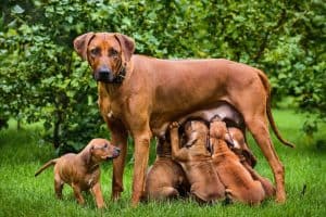 If you noticed a mother dog eating her puppies poop, you're probably wondering why.