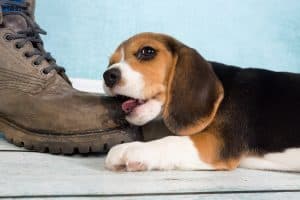 dog biting the feet of a human when they are walking
