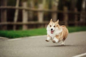 dog chasing a car out into the street