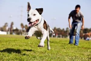 dog running around and drooling at the dog park