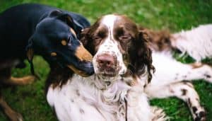 dog nipping another dog