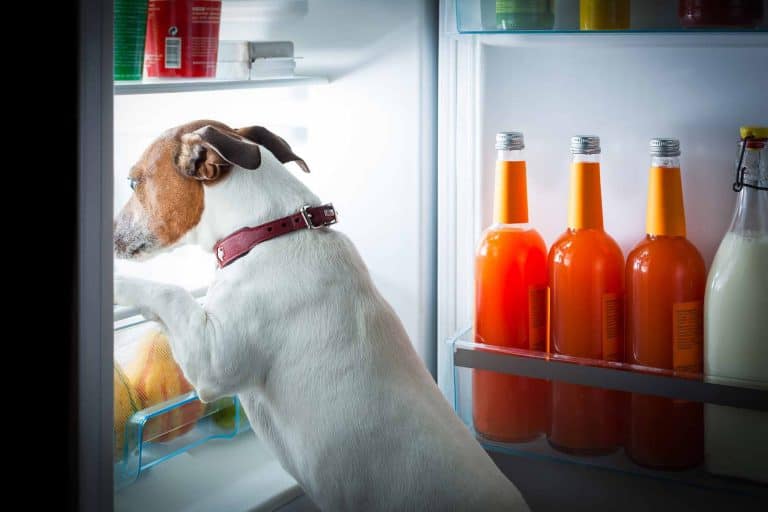 dog looking for food to eat at night