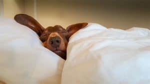 dog rubbing his face on owners bed