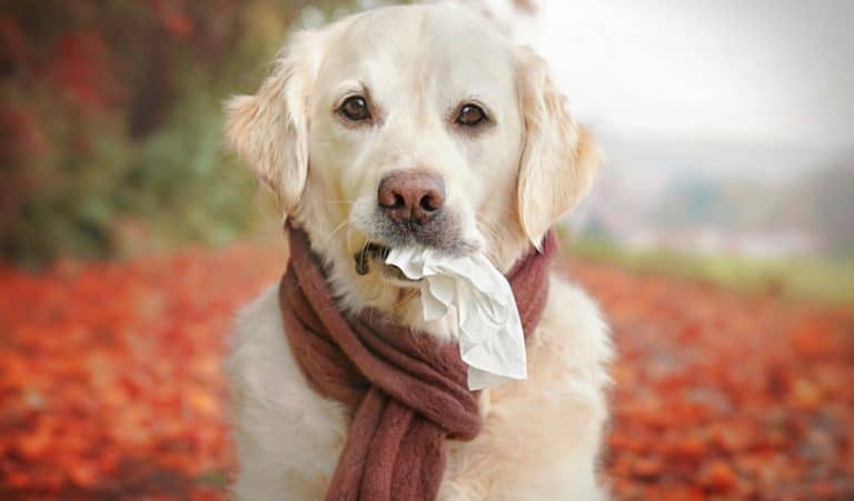 Dogs sneeze on humans as a sign of playfulness. It's part of their instincts.
