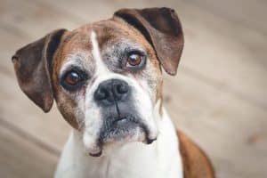 dog staring at the owner