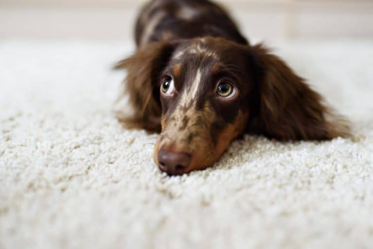 cute dog staring at the ceiling