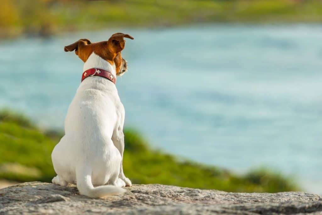 Why Does My Dog Turn His Back to Me? [5 Common Reasons]