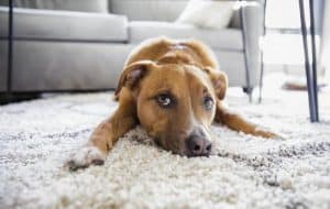 dog eating and chewing on the carpet