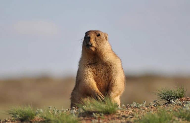 Groundhogs will not attack a dog unless they feel like they are being threatened