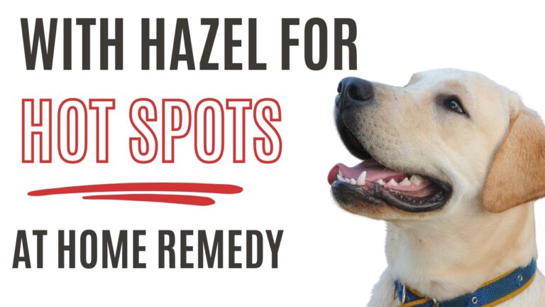 Soothe your dog's hot spots with witch hazel. Find out how this natural remedy can provide relief and promote healing.