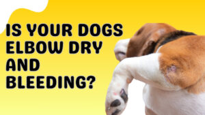 Addressing bleeding dog elbow pads. Learn how to care for your dog's elbows and promote healing for a comfortable recovery.
