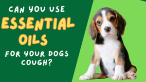 Ease your dog's cough with essential oils. Learn about the beneficial oils that can provide respiratory support for your furry companion.