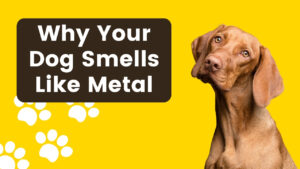 Uncover the mystery of why your dog smells like metal. Learn the possible causes and effective solutions for this unusual odor.