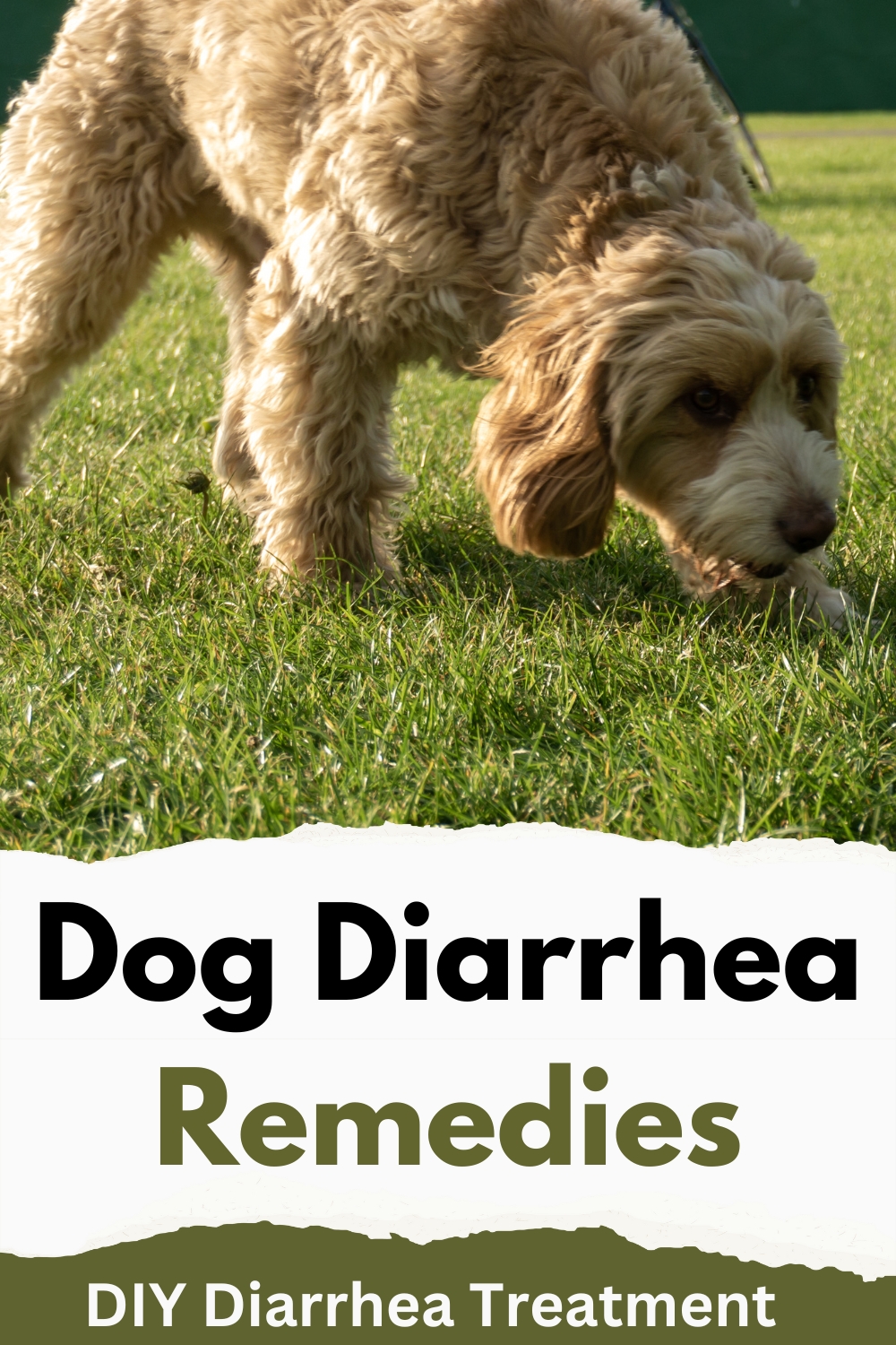 how to cure night time diarrhea in dogs