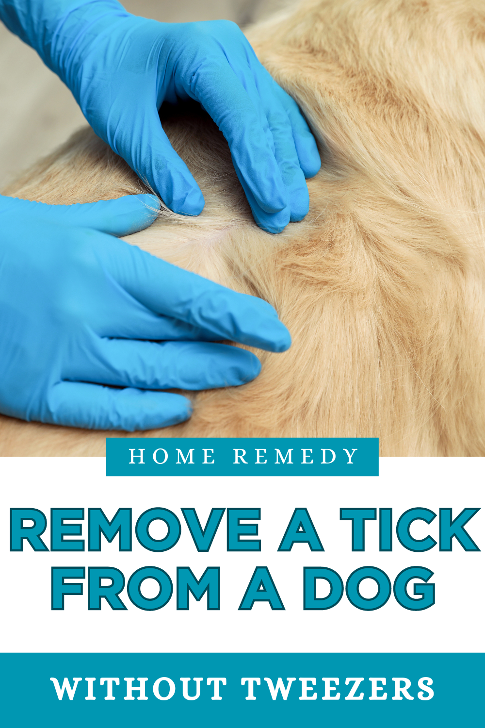 a man with gloves on removing a tick from a dog