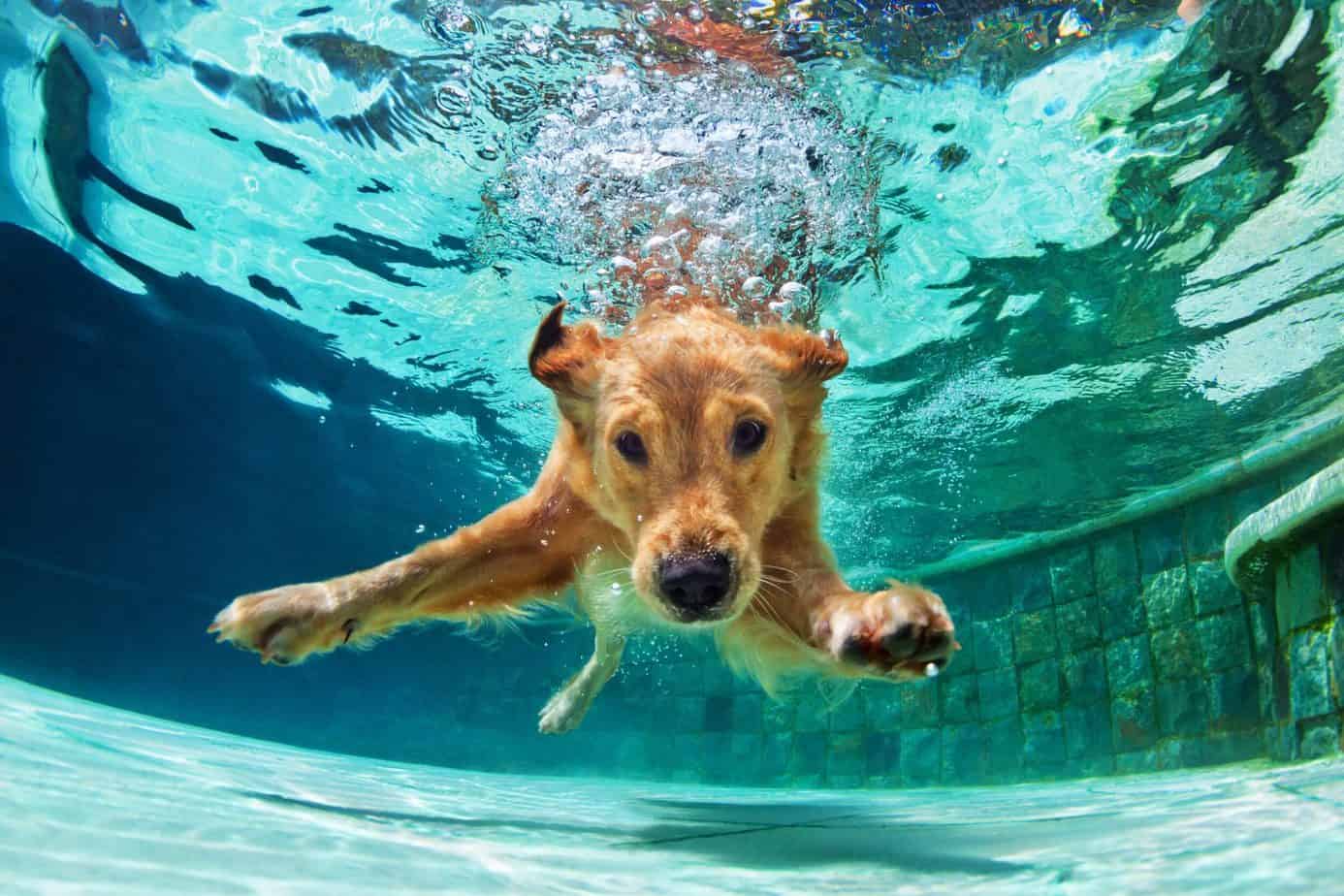 can-dogs-hold-their-breath-underwater