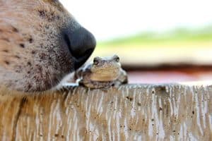 dog sniffing a frog