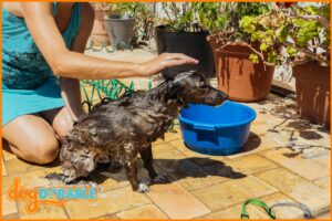 Exploring pet grooming options: Can I use tea tree shampoo on my dog? Unveiling the Pros and Cons.