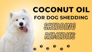 Say goodbye to dog shedding with coconut oil! Explore the benefits and methods of using coconut oil to manage your dog's excessive shedding.