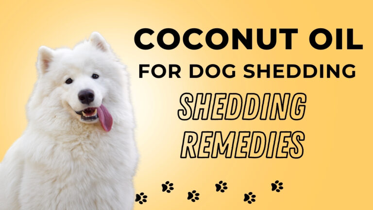 Say goodbye to dog shedding with coconut oil! Explore the benefits and methods of using coconut oil to manage your dog's excessive shedding.