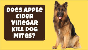 Can apple cider vinegar kill mites on dogs? Explore the potential benefits and proper usage of ACV in managing mites on your pet.