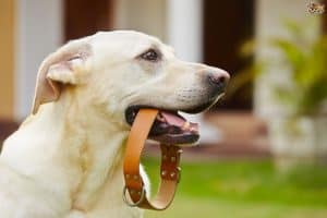 dog holding collar in his mouth
