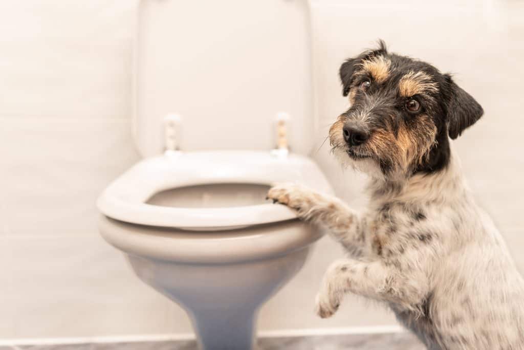 My Dog Drank Toilet Water With a Bleach Tablet Should I Be Worried?