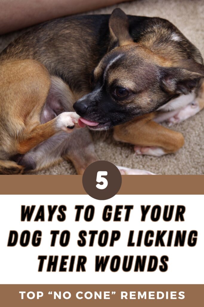 How to Stop a Dog From Licking Their Wound [Without a Collar]