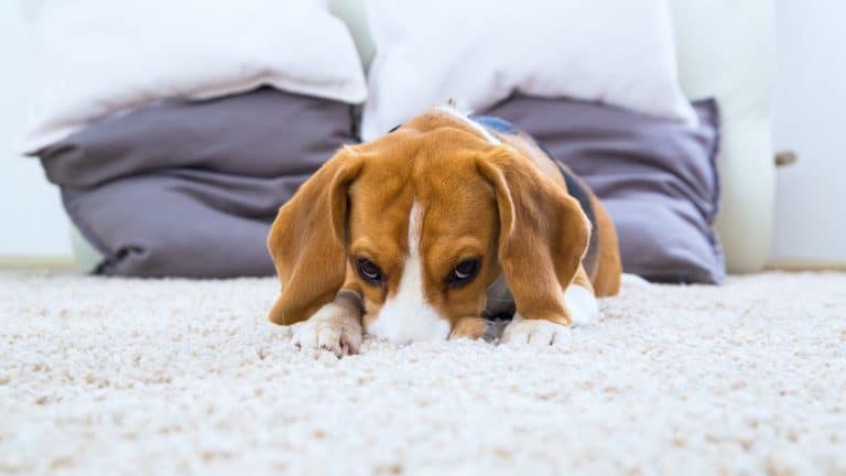 dog rubbing face on carpet
