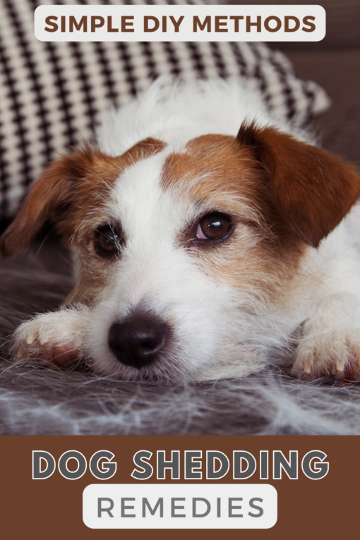Can Coconut Oil Be Used For Dog Shedding? [Improve Coat Health ...